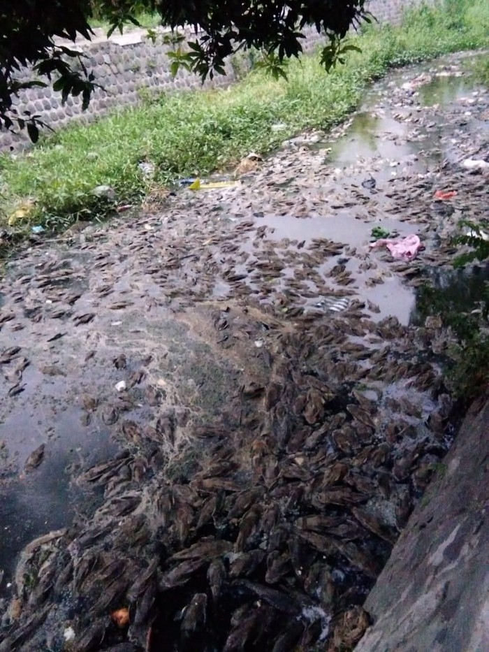 Ratusan Ikan Sapu Sapu Mati Di Sungai Kediri Baunya Usik Warga