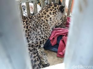 Macan Tutul Lereng Lawu yang Tertangkap Diduga Induk