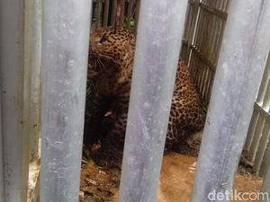 BKSDA Akan Lepasliarkan Macan Tutul Lereng Lawu