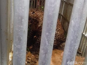 BKSDA Akan Lepasliarkan Macan Tutul Lereng Lawu