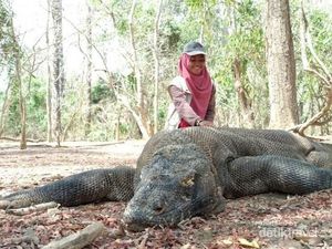 Rencana Penutupan TN Komodo Didukung KLHK, Ditentang Pengusaha