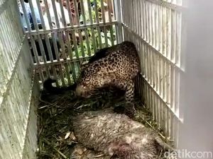 TSTJ Siapkan Kandang Khusus untuk Macan Tutul Lereng Lawu
