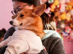 Gemas! Di Kafe Ini Bisa Pesan dan Bayar Makanan Lewat Anjing Corgi yang Imut