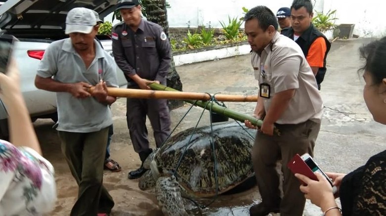 Akibat Tsunami Selat Sunda, Penyu Raksasa Terdampar di Pesisir Akibat Tsunami Selat Sunda, Penyu Raksasa Terdampar di Pesisir