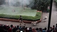 Aksi anjing collie saat melakukan misi penyelamatan.