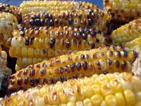 Semangka Termasuk Sayuran, Ini Fakta Unik Soal Buah dan Sayuran