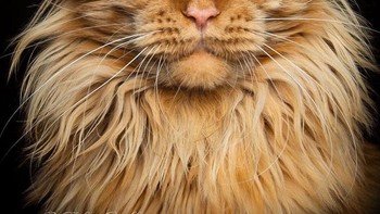 Kucing ini memiliki bentuk wajah yang kuat dengan bulu-bulu panjang yang lebat. (Foto: Robert Sijka)