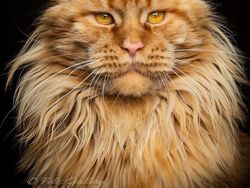 Terpesona Kecantikan Kucing dalam Bidikan Kamera