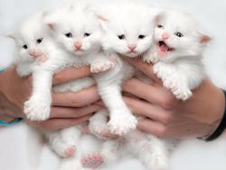 Terpesona Kecantikan Kucing dalam Bidikan Kamera