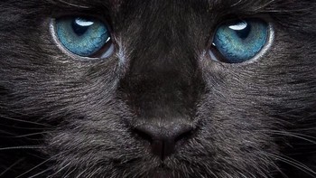 Saya pikir perjalanan saya dengan fotografi dimulai pada saat ini. Saya memutuskan bahwa gambar saya harus sesuatu yang istimewa, seperti Maine Coons yang istimewa. Setelah beberapa ribu foto, saya berakhir dengan gaya saya saat ini dan sangat senang bekerja dengan hewan-hewan menakjubkan ini, tambahnya. (Foto: Robert Sijka)