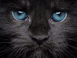 Terpesona Kecantikan Kucing dalam Bidikan Kamera