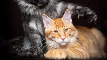 Banyak pertanyaan yang ditujukan kepada Robert bagaimana caranya ia memotret sang kucing, karena jika dibandingkan dengan anjing kucing lebih sulit untuk diatur. (Foto: Robert Sijka)