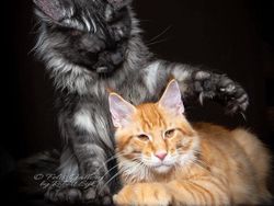 Terpesona Kecantikan Kucing dalam Bidikan Kamera