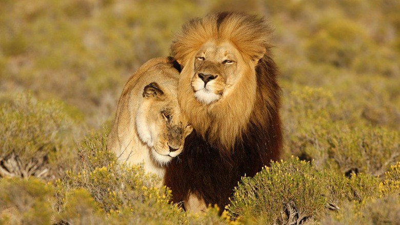 Lion King dan Mitos-mitos Keliru Tentang Singa