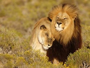 Lion King dan Mitos-mitos Keliru Tentang Singa