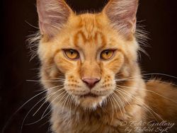 Terpesona Kecantikan Kucing dalam Bidikan Kamera