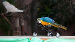 Foto: Asyiknya Libur Tahun Baruan di Maharani Zoo