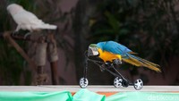 Berbagai hiburan tambahan tersebut sudah dapat dinikmati pengunjung mulai 22 Desember hingga 1 Januari mendatang. (Eko Sudjarwo/detikTravel)