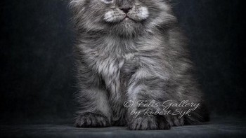 Bagaimana mungkin kucing saya terlihat berpose untuk foto. Rahasiaku terkandung dalam dua kata yakni latihan dan kesabaran, jelasnya. (Foto: Robert Sijka)