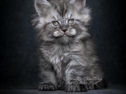 Terpesona Kecantikan Kucing dalam Bidikan Kamera