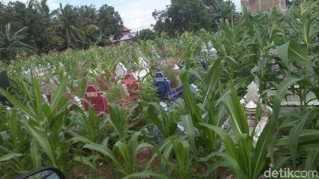 Cling! Kebun Jagung yang Tumbuh di Kuburan Pinrang Sudah Bersih
