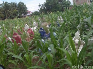Geger Kuburan di Pinrang Sulsel Disulap Jadi Kebun Jagung