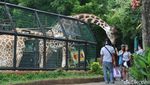 Foto: Asyiknya Libur Tahun Baruan di Maharani Zoo