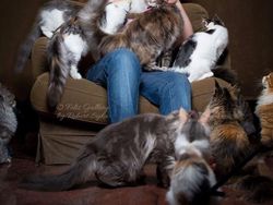 Terpesona Kecantikan Kucing dalam Bidikan Kamera