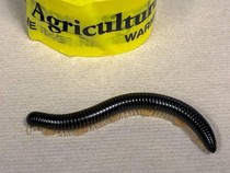 Ini Dia Alasan Kaki Seribu Masuk Rumah dan Cara Membasminya Secara Alami