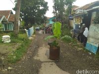 Protes, Warga Bandung Barat Tanami Pohon Pisang di Jalan Berlubang
