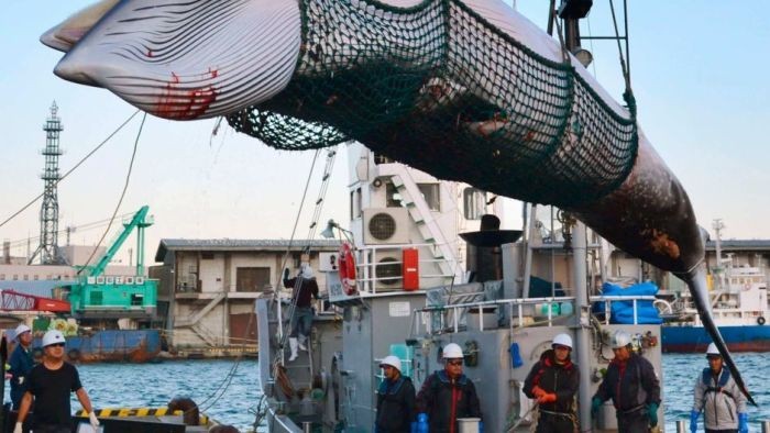 Jepang Kembali Berburu Paus Secara Komersil di 2019