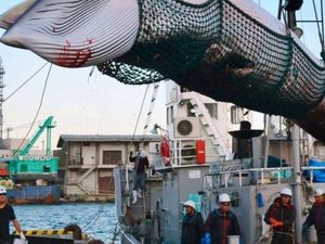 Jepang Kembali Berburu Paus Secara Komersil di 2019