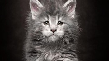 Banyak orang yang percaya bahwa maine coon merupakan hasil persilangan alami dari kucing setengah liar dengan rakun. (Foto: Robert Sijka)