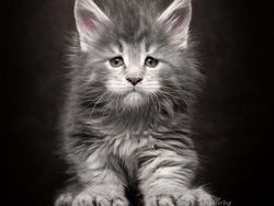 Terpesona Kecantikan Kucing dalam Bidikan Kamera