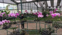 Objek wisata Ladang Anggrek ini baru buka 8 bulan di Mojokerto. Di sini, traveler bisa membawa pulang anggrek. Satu pot anggrek yang belum berbunga dipatok Rp 15 ribu, kalau yang sudah mekar dihargai Rp 115 ribu. (Enggran/detikTravel)