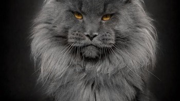  Karena ekornya, nama ras kucing ini diambil dari kata Maine yang merupakan negara bagian Amerika Serikat dan kata coon yang diambil dari kata racoon yang berarti rakun. (Foto: Robert Sijka)