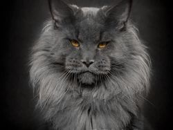 Terpesona Kecantikan Kucing dalam Bidikan Kamera