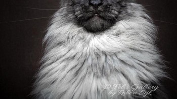 Kami jatuh cinta dengan Maine Coons dan istri saya Izabella memulai pemeliharaan sejak 8 tahun yang lalu, tambahnya. (Foto: Robert Sijka)