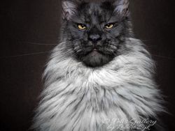 Terpesona Kecantikan Kucing dalam Bidikan Kamera