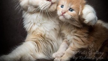 Jenis kucing Maine Coon sendiri merupakan salah satu ras kucing tertua dan alami yang berasal dari Maine, Amerika Serikat. (Foto: Robert Sijka)