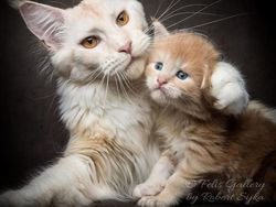 Terpesona Kecantikan Kucing dalam Bidikan Kamera