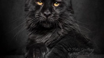 Robert mengatakan banyak hal kegembiraan dan keagungan yang dikeluarkan pada kucing ini. (Foto: Robert Sijka)