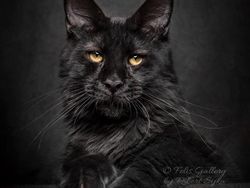 Terpesona Kecantikan Kucing dalam Bidikan Kamera