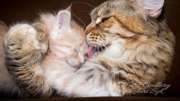 Mitos ini ada karena bentuk dan warna ekor maine coon yang menyerupai rakun. (Foto: Robert Sijka)