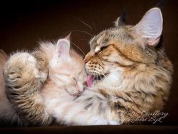 Terpesona Kecantikan Kucing dalam Bidikan Kamera