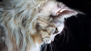 Hasil karya Robert menunjukkan bagaimana kucing ini seolah memancarkan aura. (Foto: Robert Sijka)