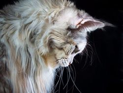 Terpesona Kecantikan Kucing dalam Bidikan Kamera