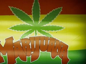 Mengapa Popularitas Minyak Ganja Meningkat di Seluruh Dunia?
