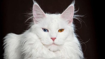 Sejak kealhiran anak kucing pertamanya ia pun memulai fotografi bersama sang kucing. (Foto: Robert Sijka)