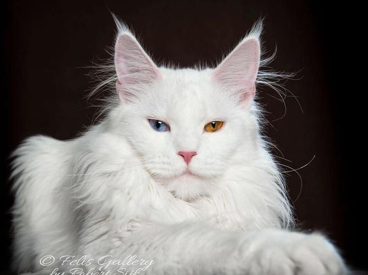 Terpesona Kecantikan Kucing dalam Bidikan Kamera